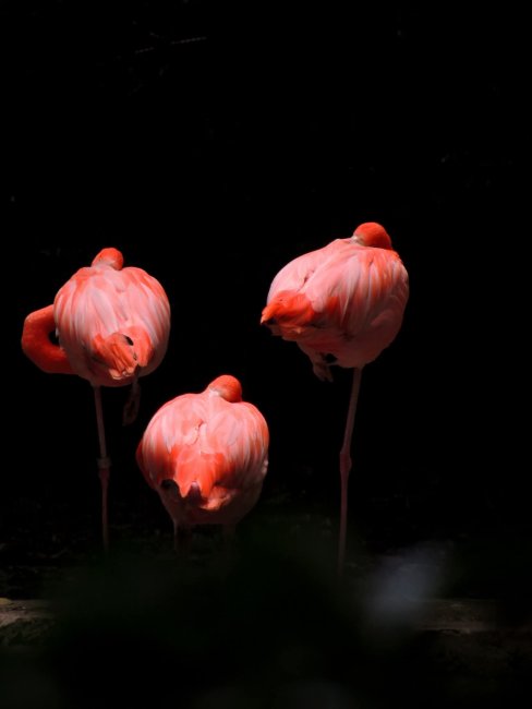 foto:Saúl Alfonso Petrearce Monroy   - lo hecho en México