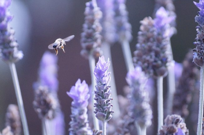 foto:Barbara Silvia Reyes Cozatl   - lo hecho en México
