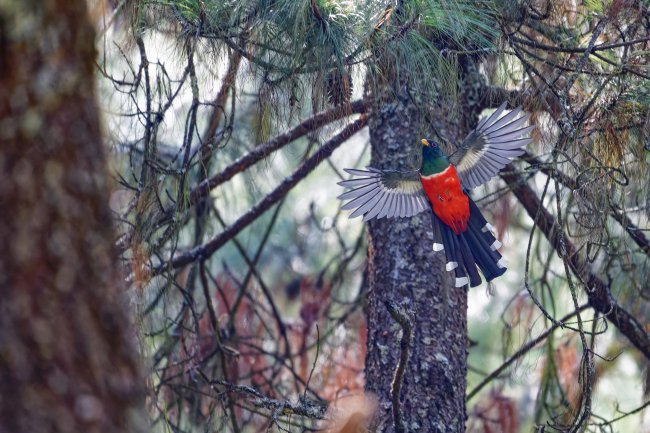 foto:Kevin Dorian Tinoco Barrera  - lo hecho en México