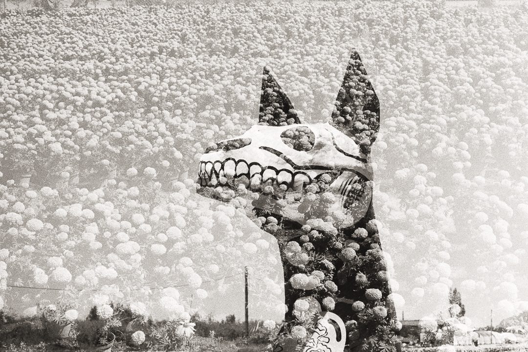 foto:Sergio Ituriel Silvestre Ruiz - lo hecho en México
