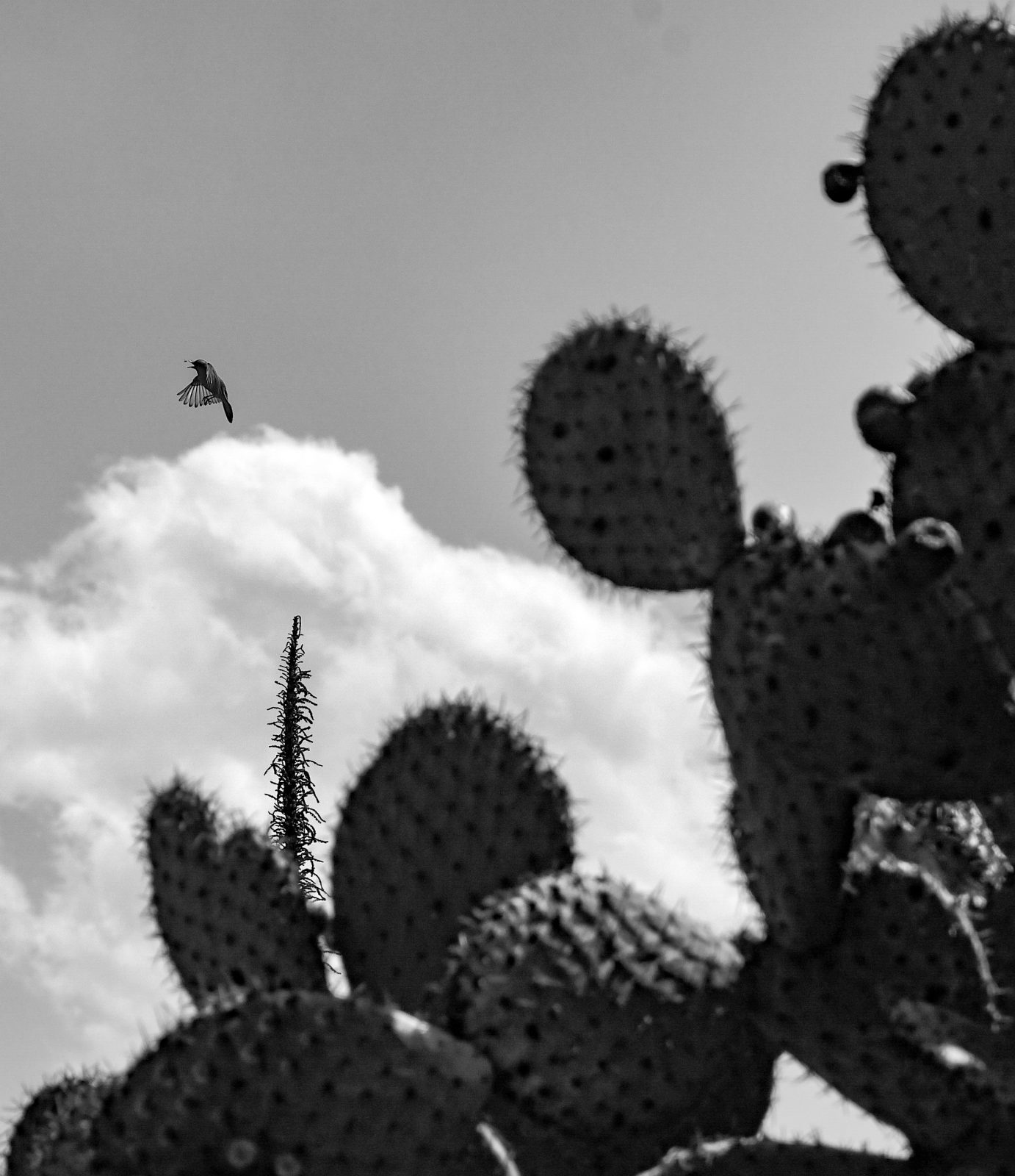 foto:José Eduardo García Hernández  - lo hecho en México