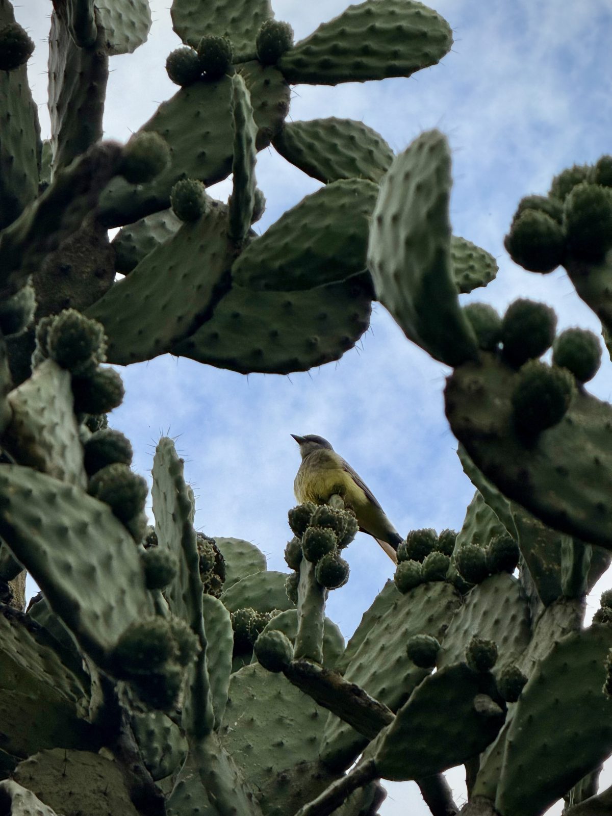 foto:Odalys Fosado   - lo hecho en México