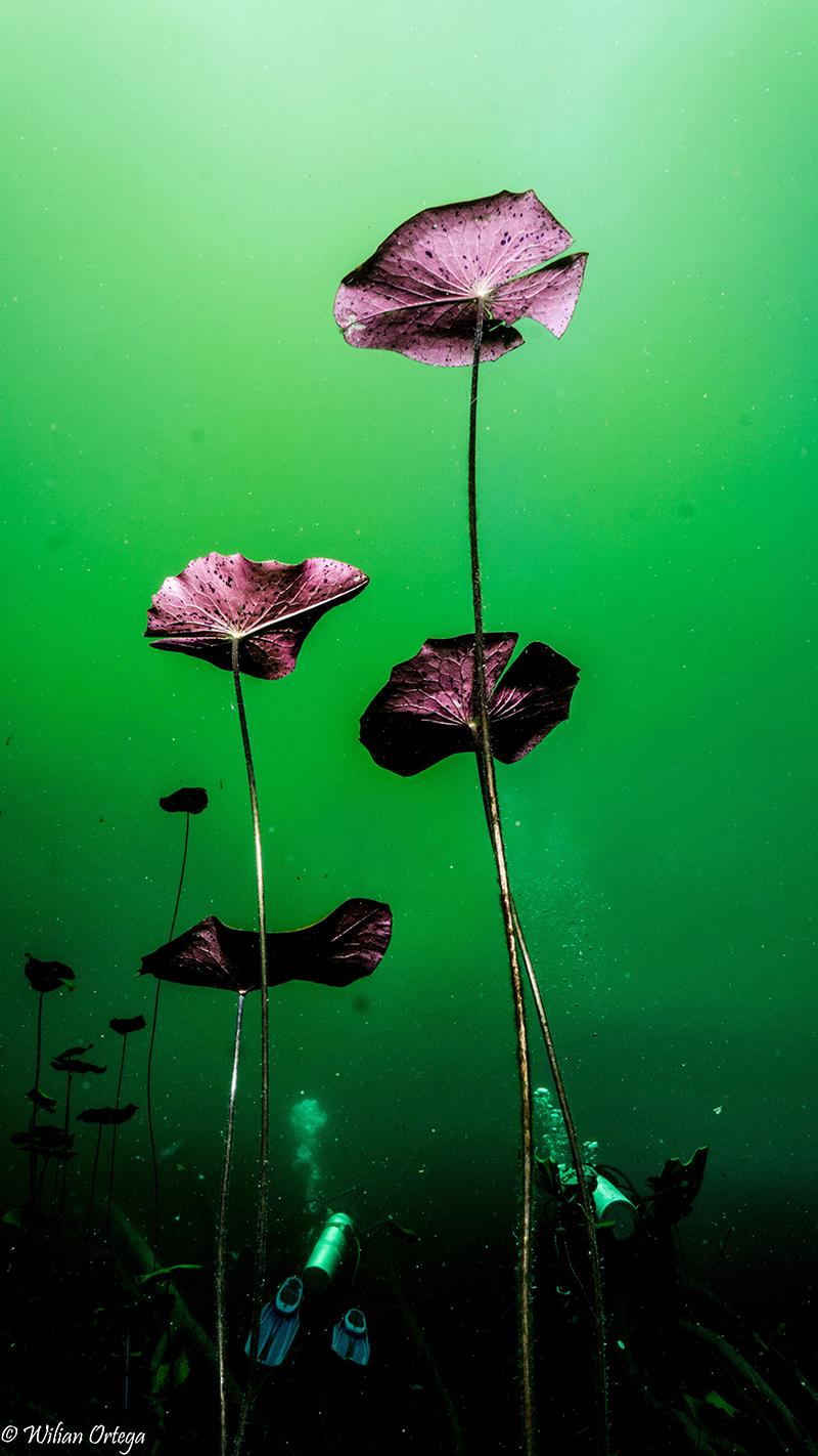 foto:José Wilian Ortega Hernández  - lo hecho en México