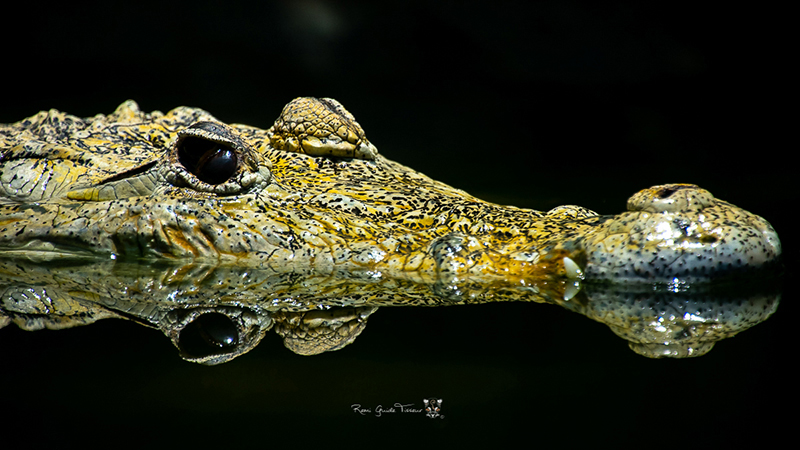 foto:Rémi Hernández Tisseur  - lo hecho en México