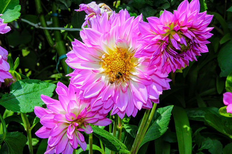 María Guadalupe Uribe García 