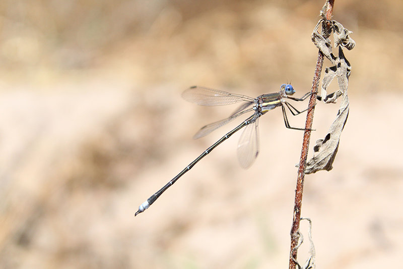 Juan Pablo Bonilla Segovia 