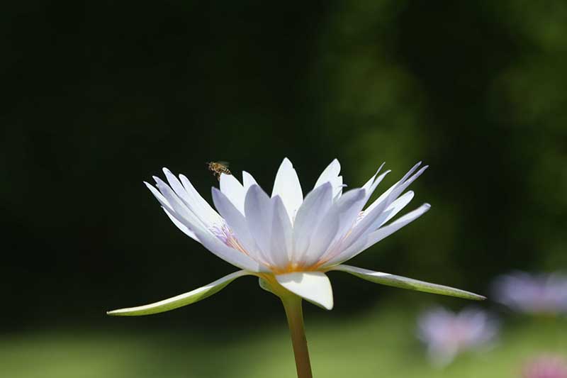 foto:Francisco Almeida Alejandro  - lo hecho en México