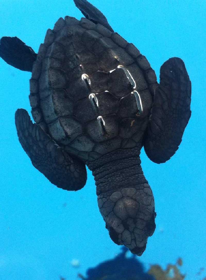 foto:Erika Díaz Orozco   - lo hecho en México