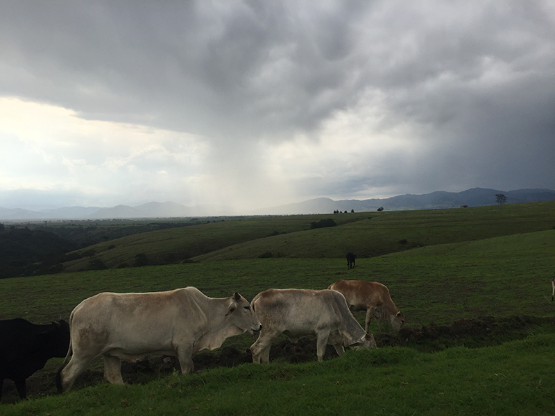 Ariatnee Jiménez Retes 