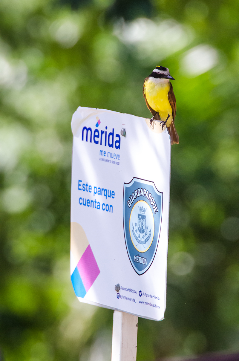 foto:Irving Audomaro Domínguez Santos   - lo hecho en México