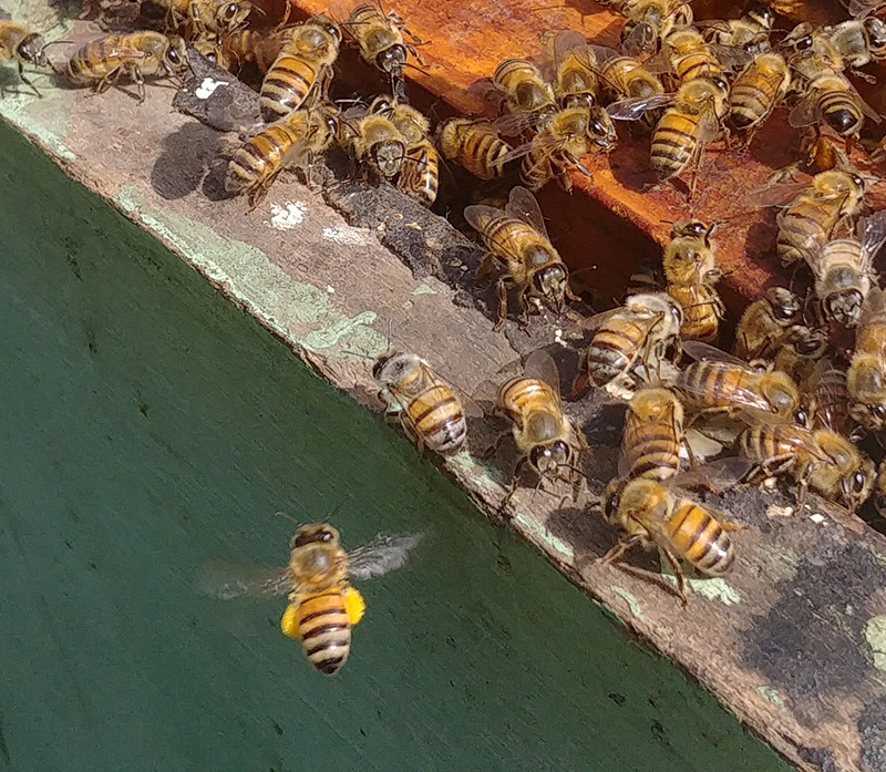 foto:Carlos Alberto Quintero Sánchez  - lo hecho en México