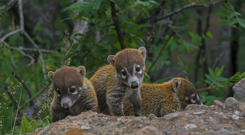 Rodrigo Alejandro Solís García Escajadillo 