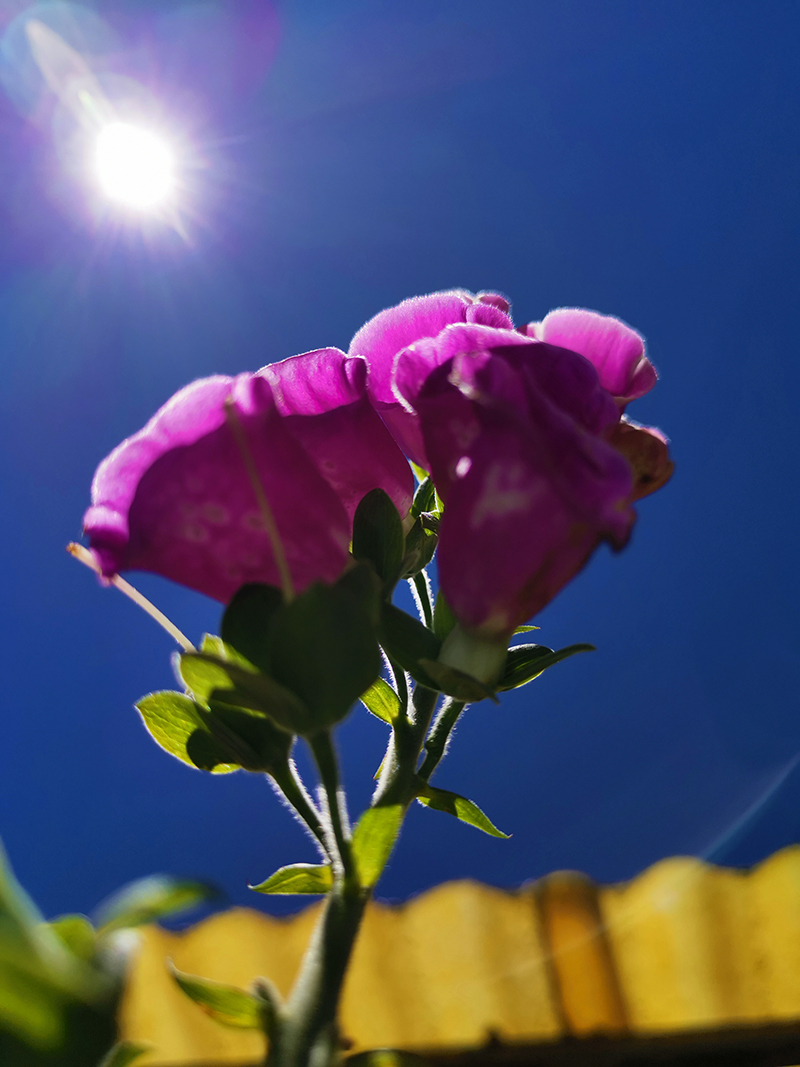 foto:Oscar Hernandez Ferreyra   - lo hecho en México