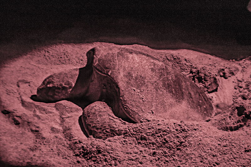 foto:Sergio Roberto Ibañez Ventura   - lo hecho en México