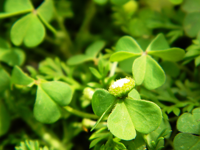 Luis Eduardo Navarro López 