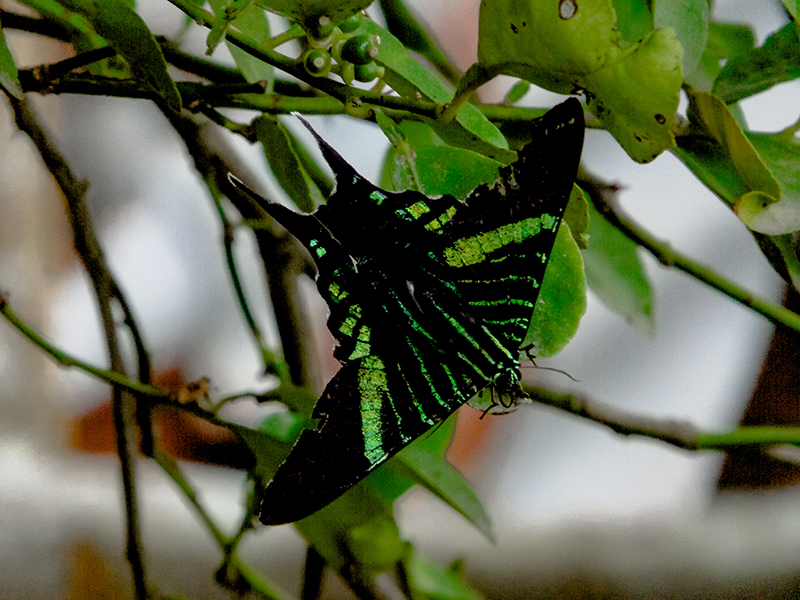 foto:Ulises Guerra Valdivia  - lo hecho en México