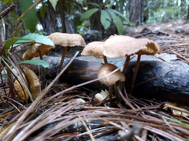 foto:Concepción Alejandra Santiago Flores  - lo hecho en México