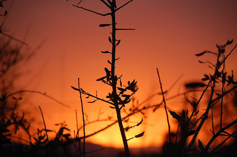José Alfredo López Ramírez 