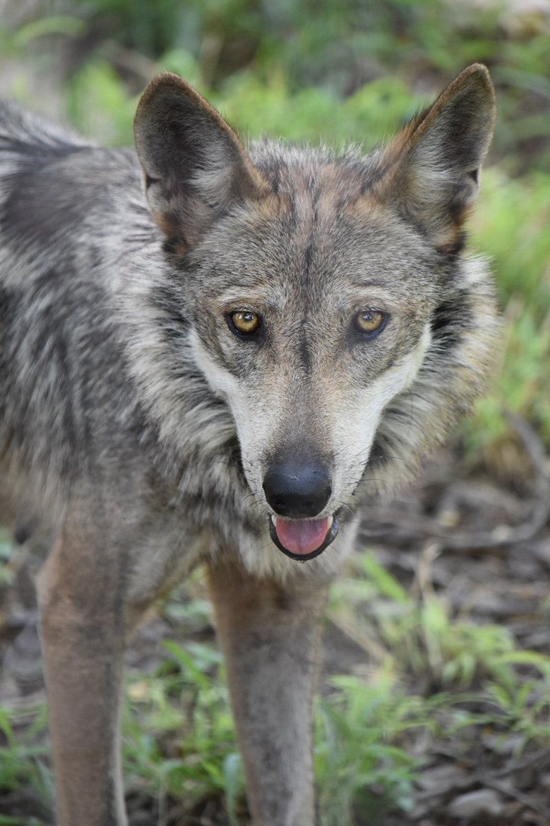 foto:Luis Gerardo Casas Conde   - lo hecho en México
