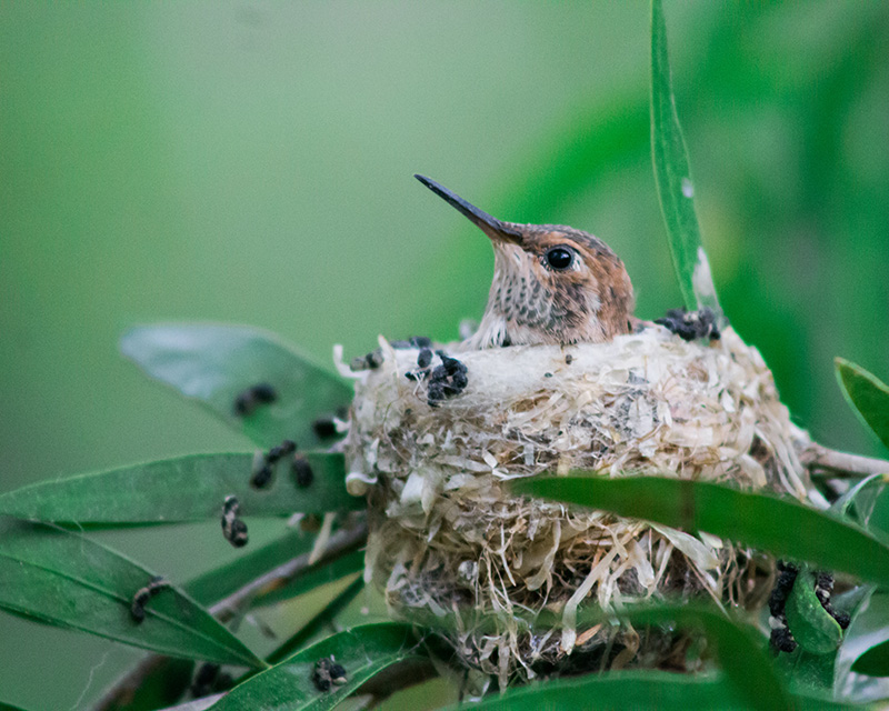 foto:Atzin Isai Monroy Angulo   - lo hecho en México