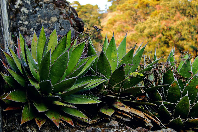 foto:Jorge Antonio Alvarez Nava  - lo hecho en México