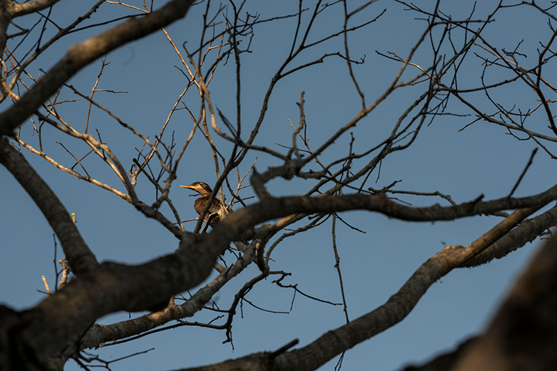 foto:Mauricio Javier Mallet Jiménez  - lo hecho en México