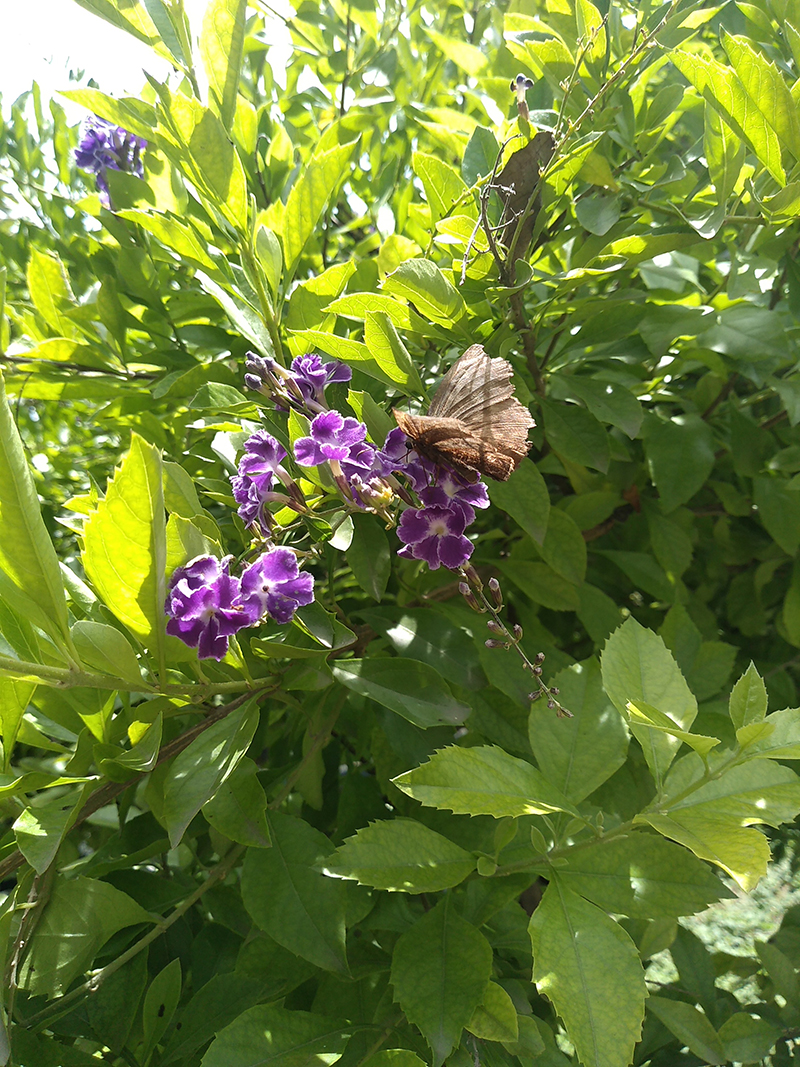 foto:Dulce Guadalupe Reyes Martínez   - lo hecho en México