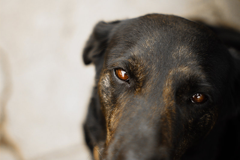 foto:Dante Yubal Uribe Santa Maria - lo hecho en México