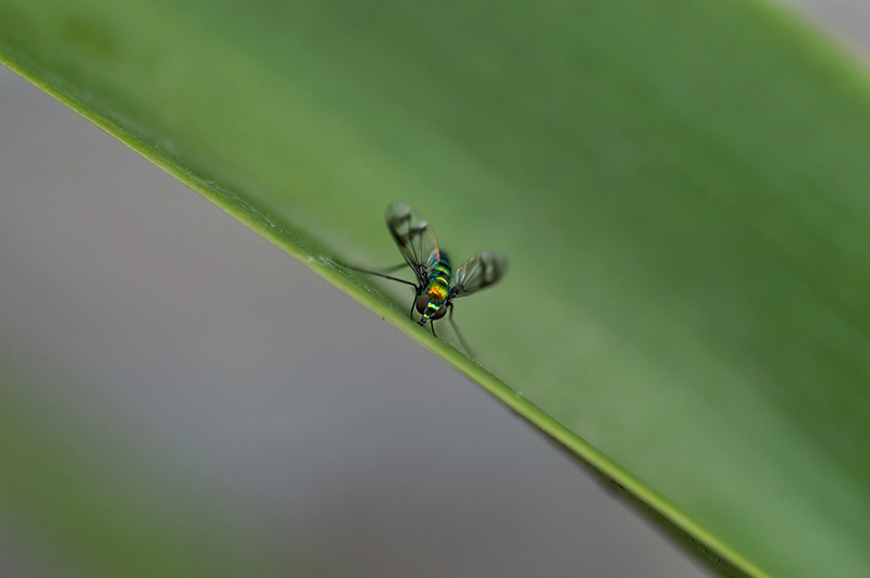 foto:Carlos Alfredo Reyes Ramírez  - lo hecho en México