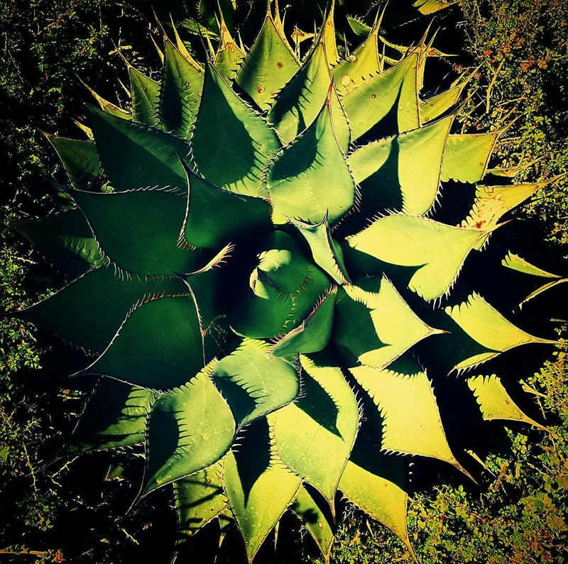 foto:Gerardo Alberto Laurean Moore  - lo hecho en México