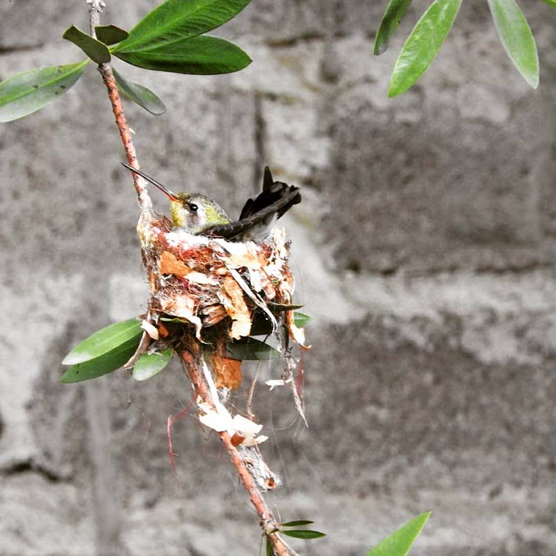 foto:Juan Luis Ortiz Solis   - lo hecho en México