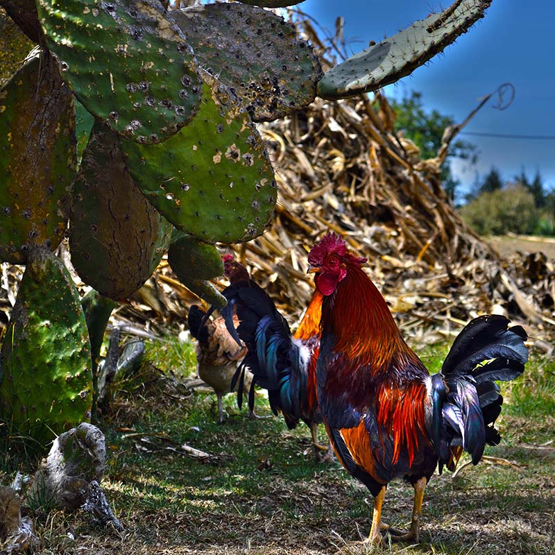 foto:Cecilia González Araujo  - lo hecho en México
