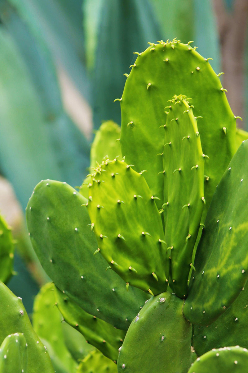 Daniela Castro de la Miyar  