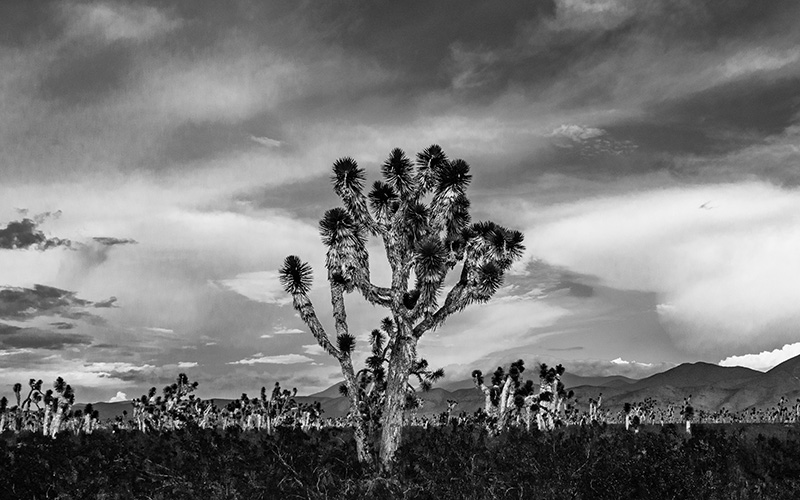 Mario Manzano Camarillo 