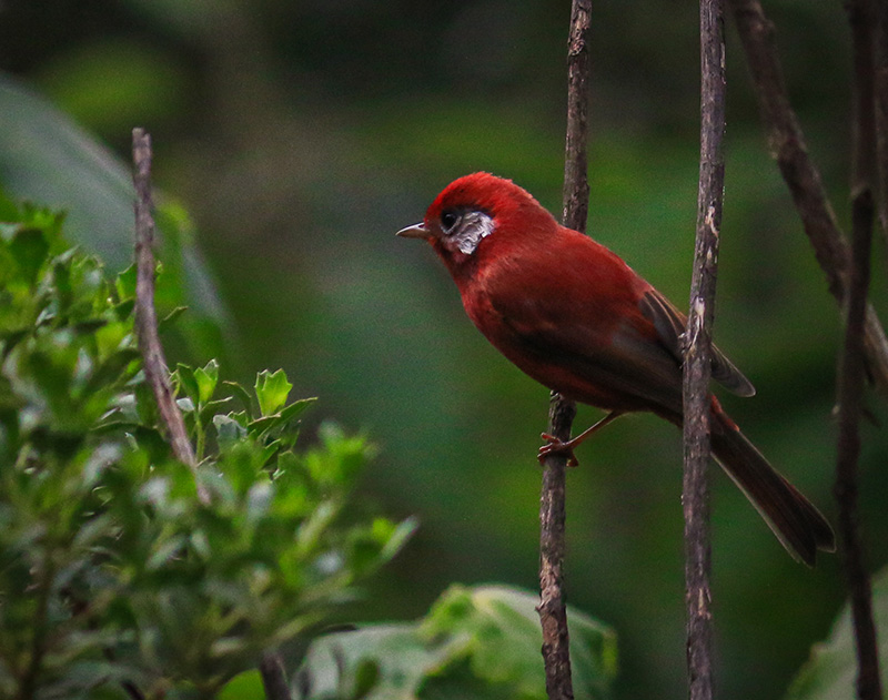 foto:Raúl Tagle Amaya  - lo hecho en México