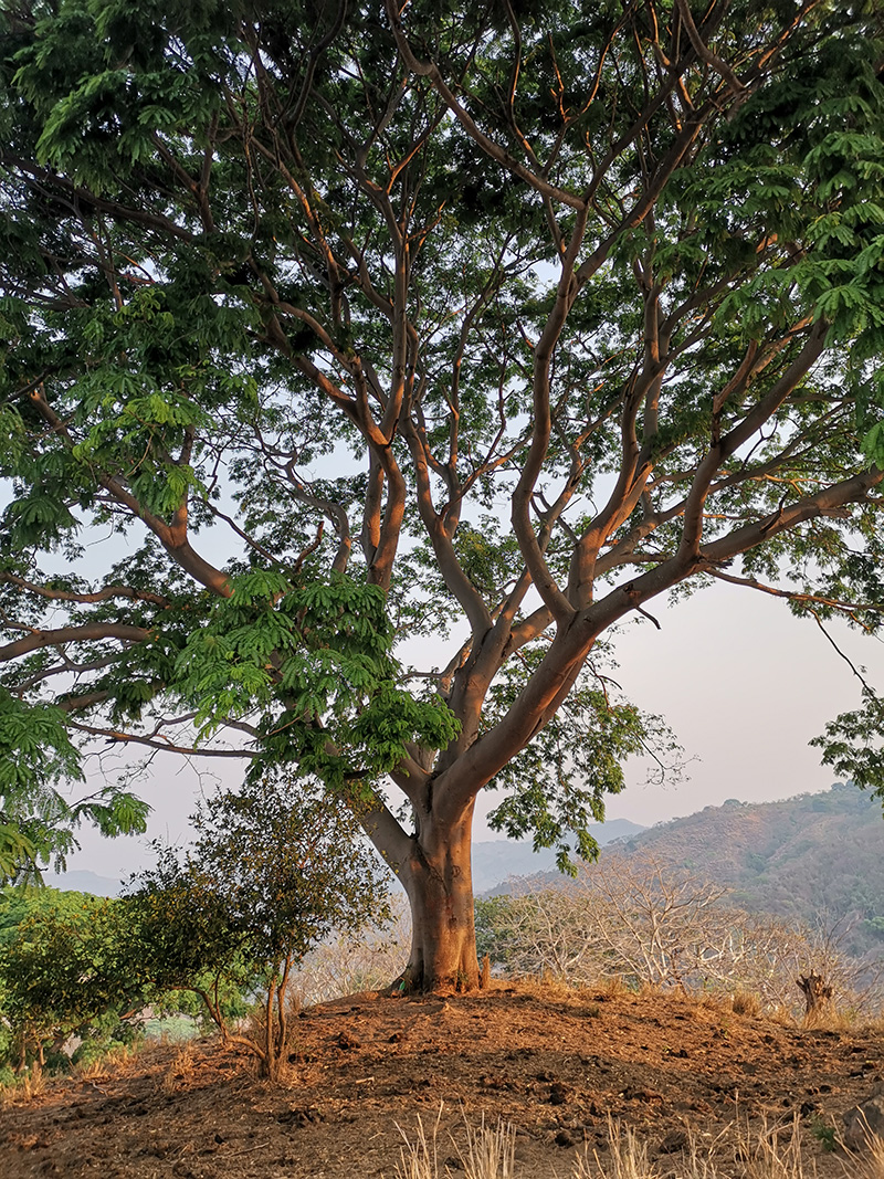 foto:Celestino Matías Damian   - lo hecho en México