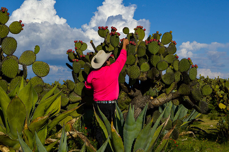 foto:Jesus Alberto Gutiérrez Ugalde  - lo hecho en México