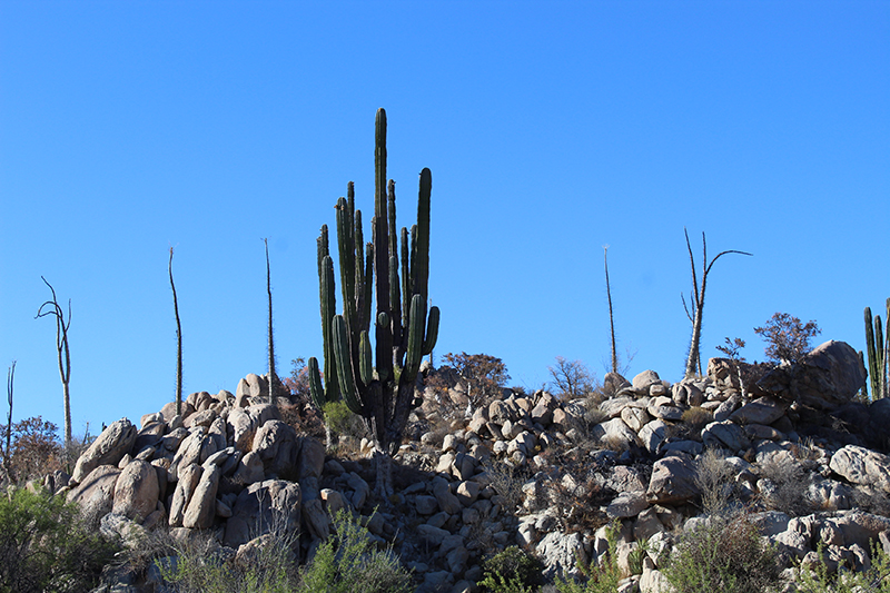 joel arturo nuñez alvarez 