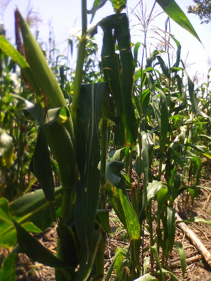 foto:Belisario Pérez Pérez - lo hecho en México