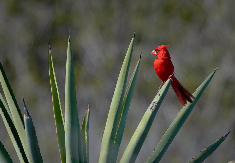 foto:MARTIN LUIS MOGUEL BERNAL  - lo hecho en México
