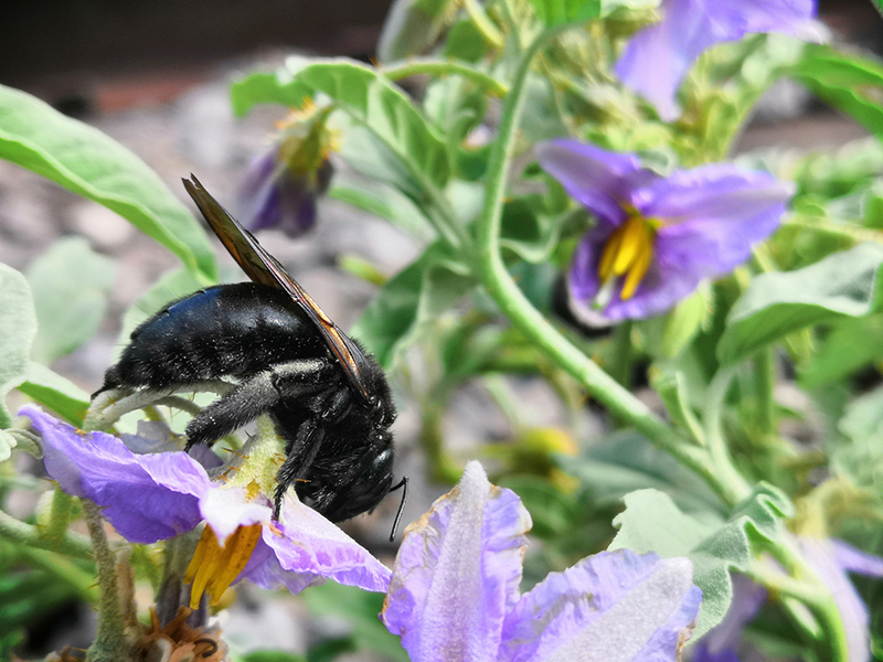 foto:yara gabriela mexicano hernandez  - lo hecho en México
