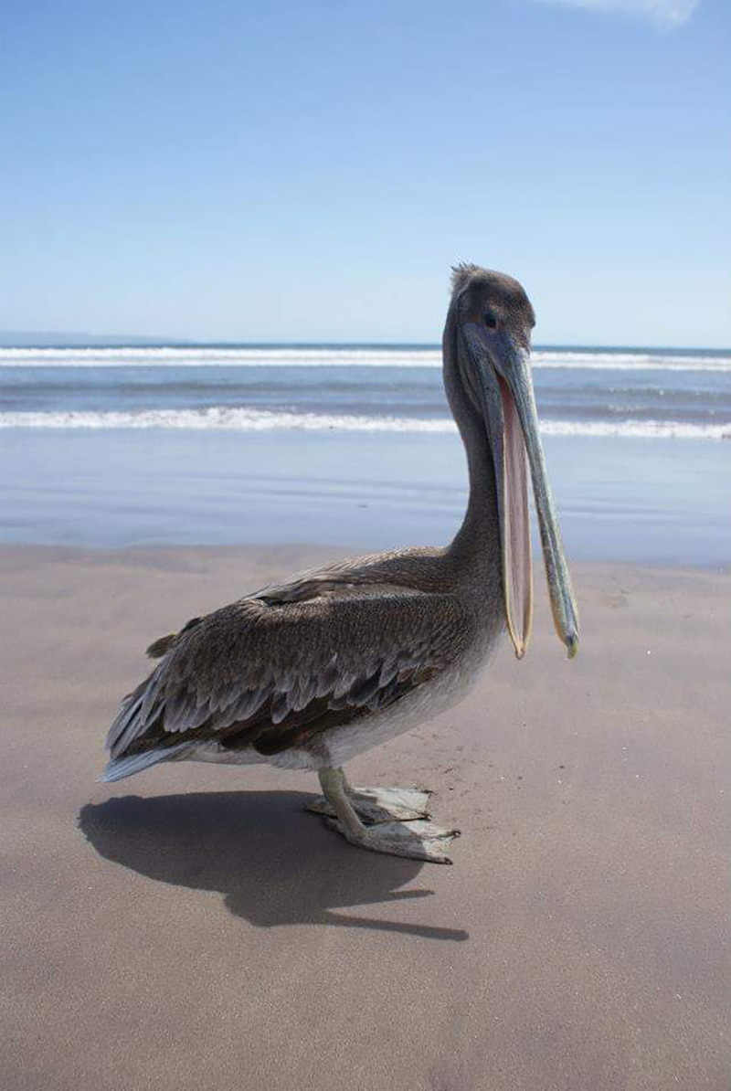 foto:Antonio Francisco Delgadillo Alcocer - lo hecho en México