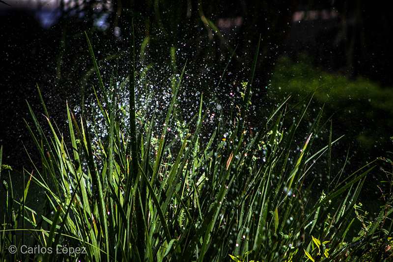 foto:Benito Carlos Enrique López Rodríguez  - lo hecho en México