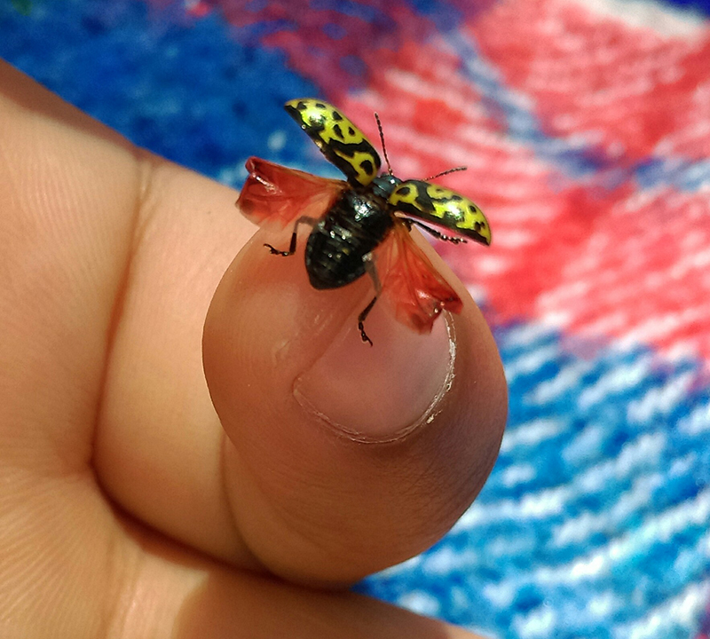 foto:Claudia Isabel Torres Arzate   - lo hecho en México