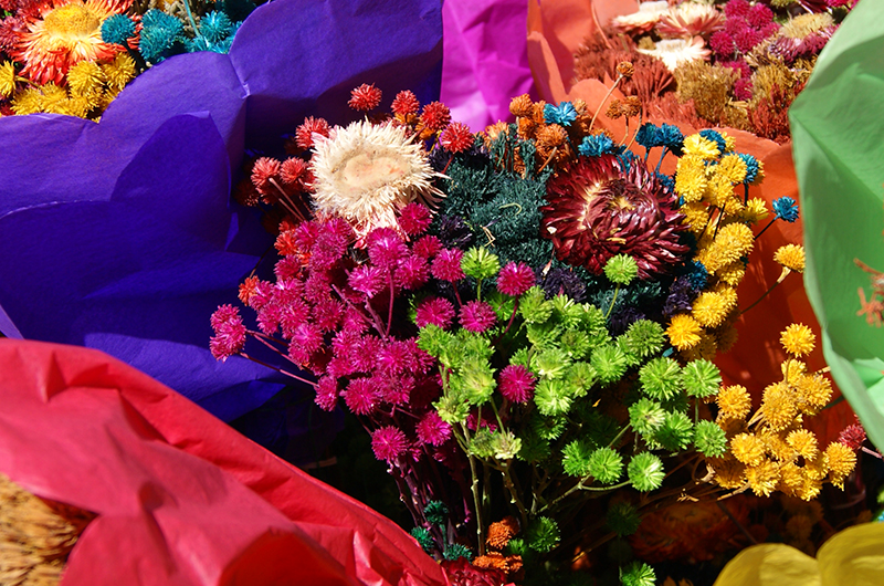 Dianna María Castañeda Caballero