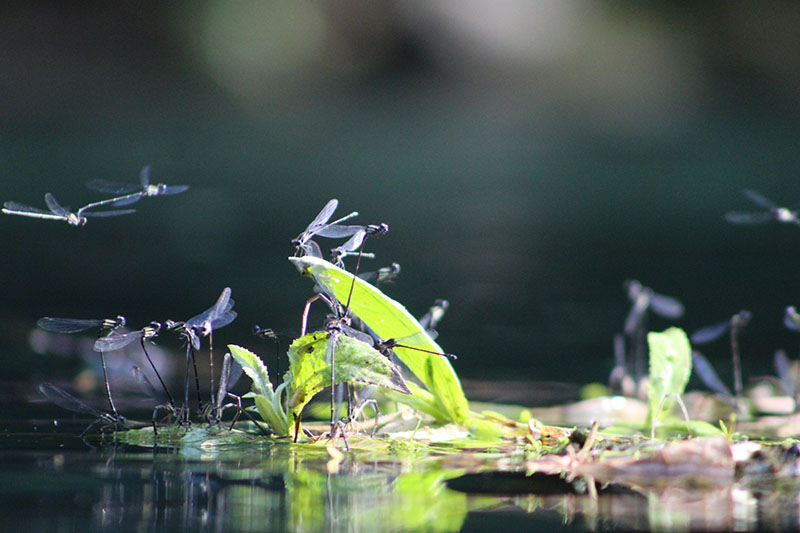 NORMA JUDITH ARROYO LEON 