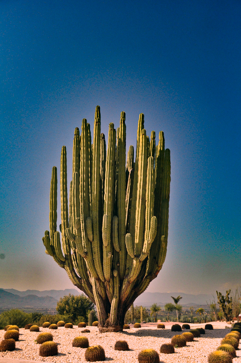 foto:Karla Susana Orozco Flamand  - lo hecho en México