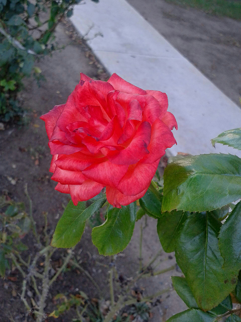 foto:Ricardo Alberto Casillas Echanove  - lo hecho en México