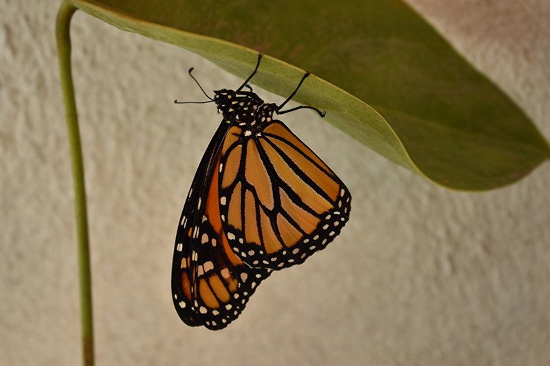 foto:HECTOR JULIAN CORTES CRUZ  - lo hecho en México