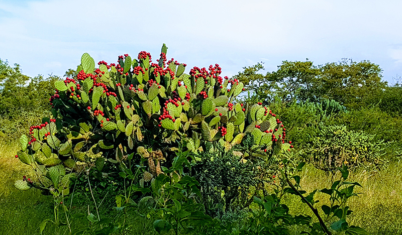 foto:Guillermo Javier Castillo Macias  - lo hecho en México